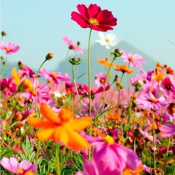 Meet your Posher, Laikkyn - Picture 1 of 1